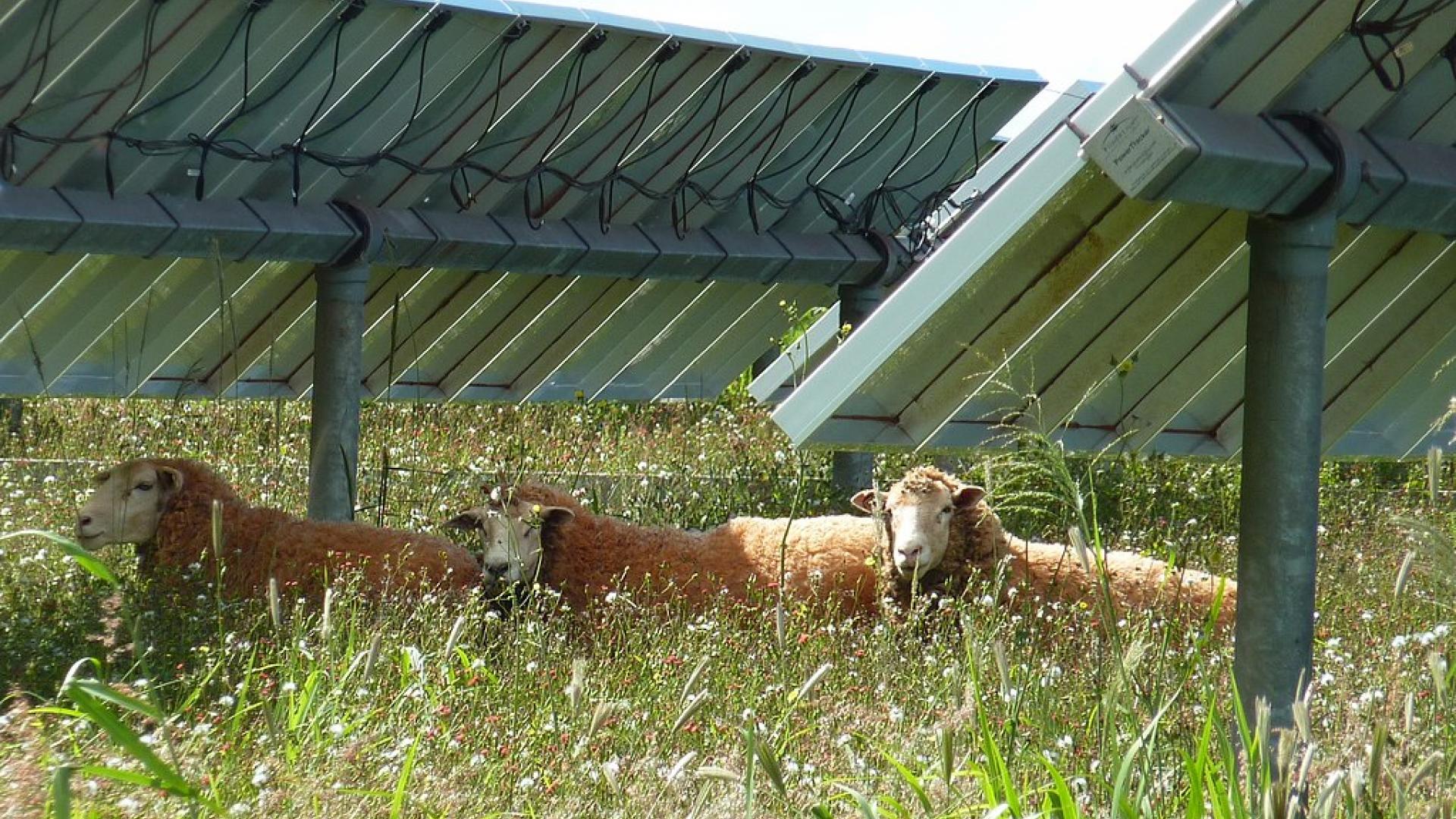 solar pf with sheep.jpg