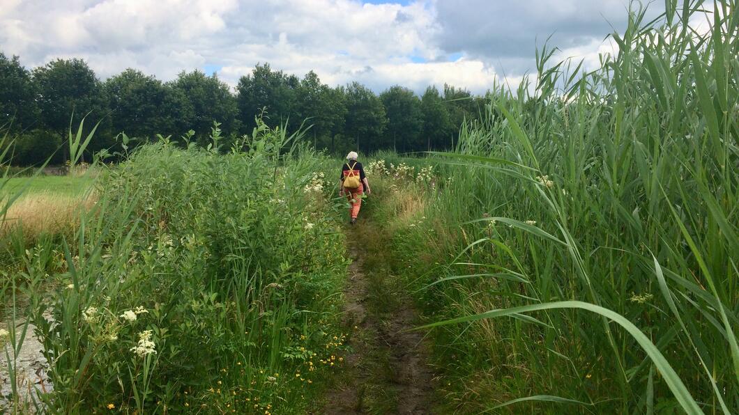 wandelen riet