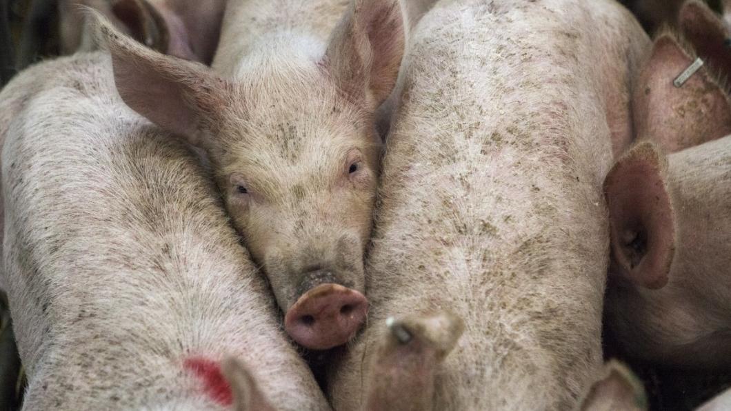 pigs_animal_farm_agriculture_livestock_meat_farming_hog-1081899.jpg!d.jpeg