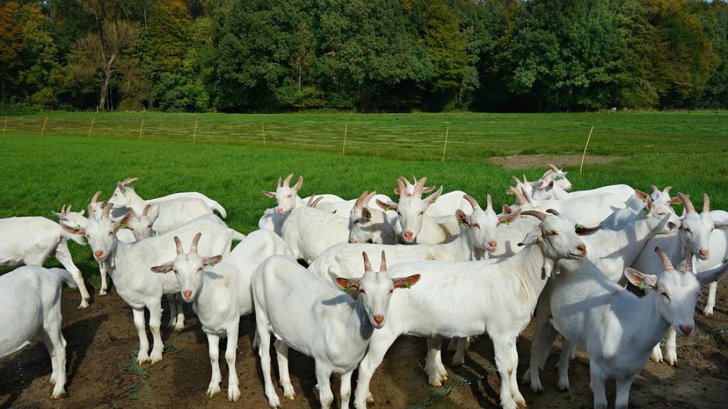 white-goat-3741838_960_720.jpg