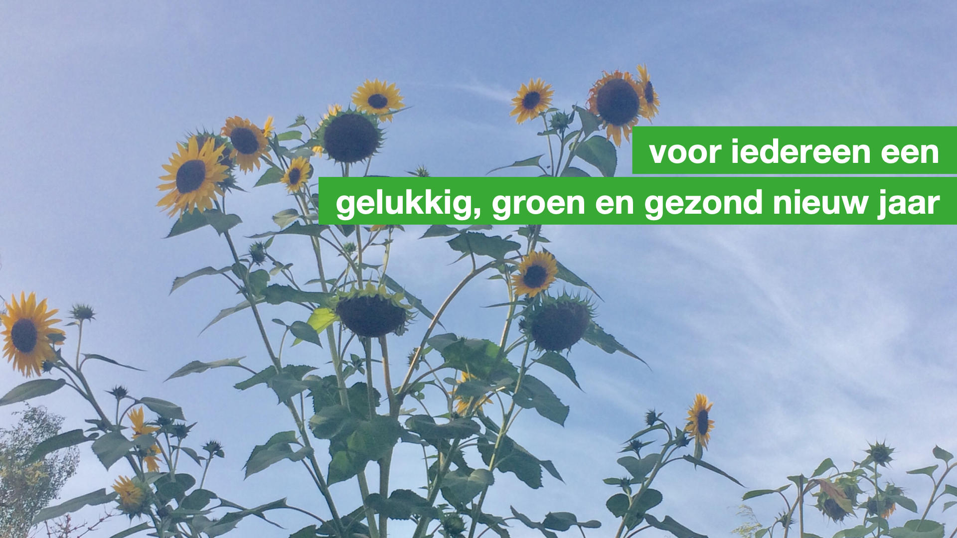 2022 zonnebloemen