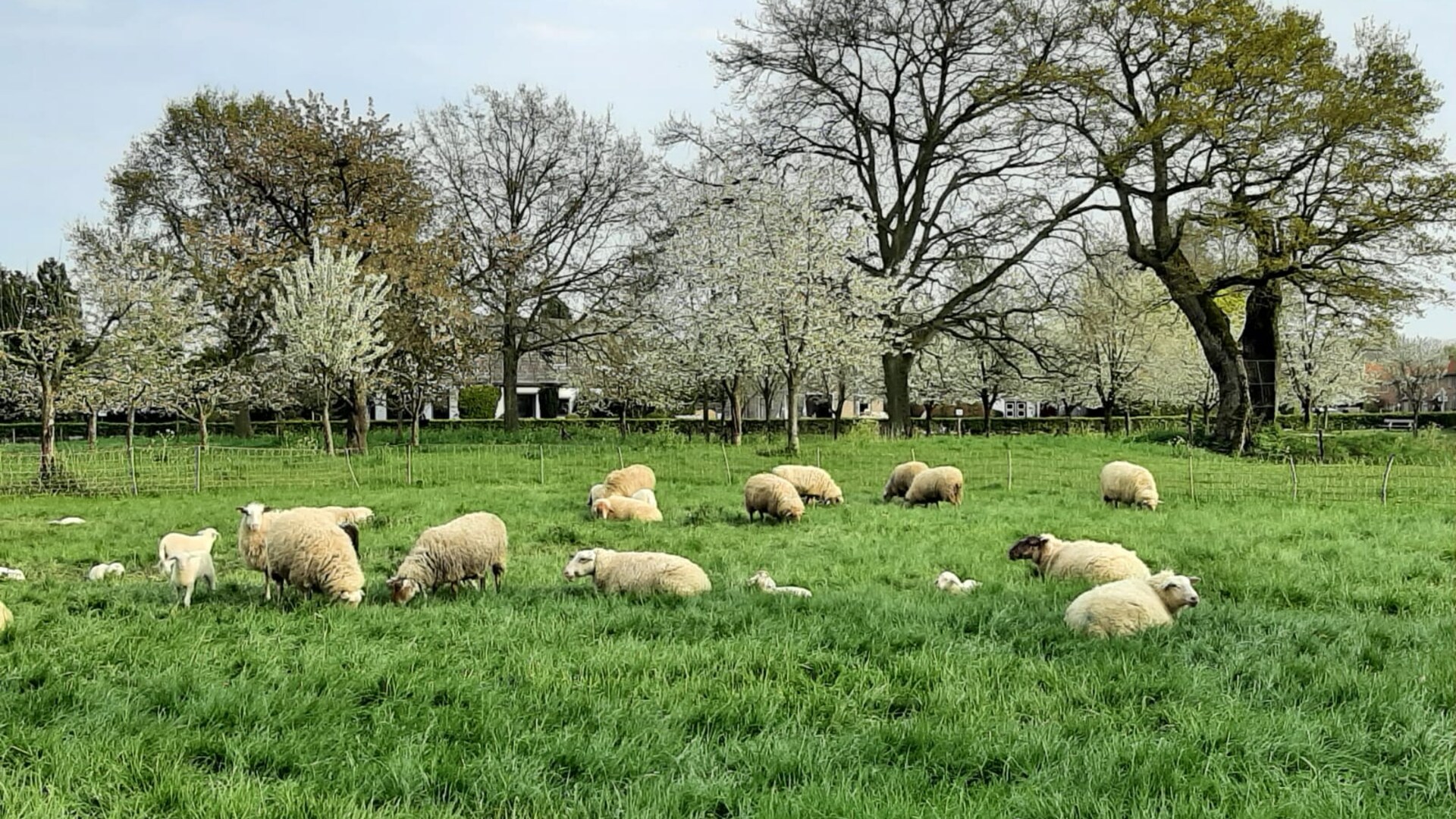 schapen wei