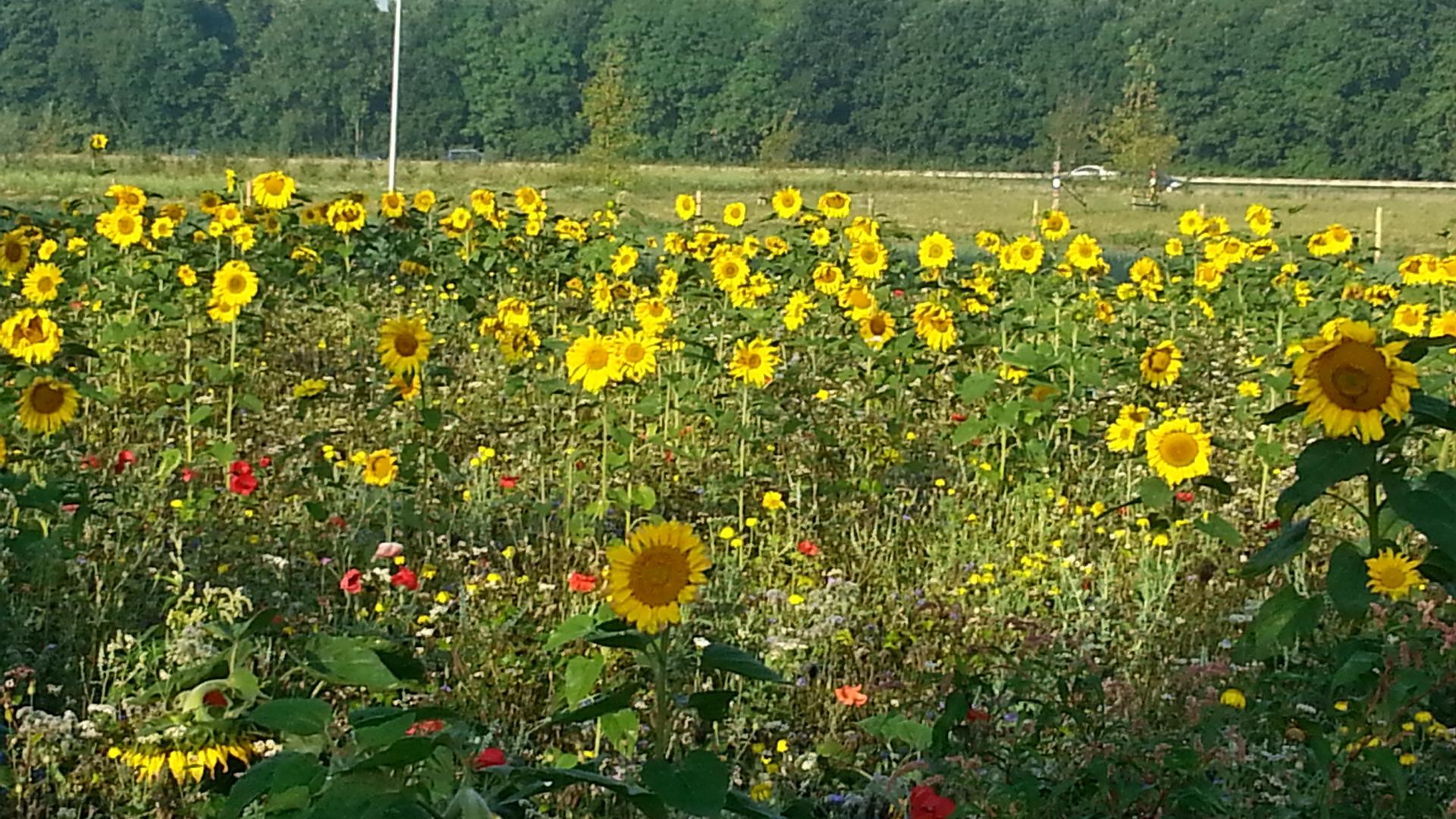 20150820_083426.jpg