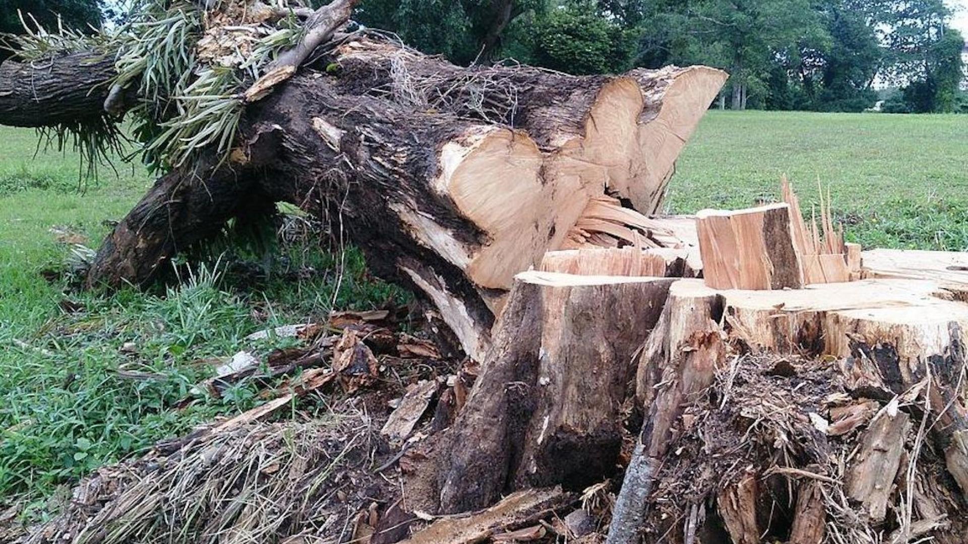 Cut_tree.jpg