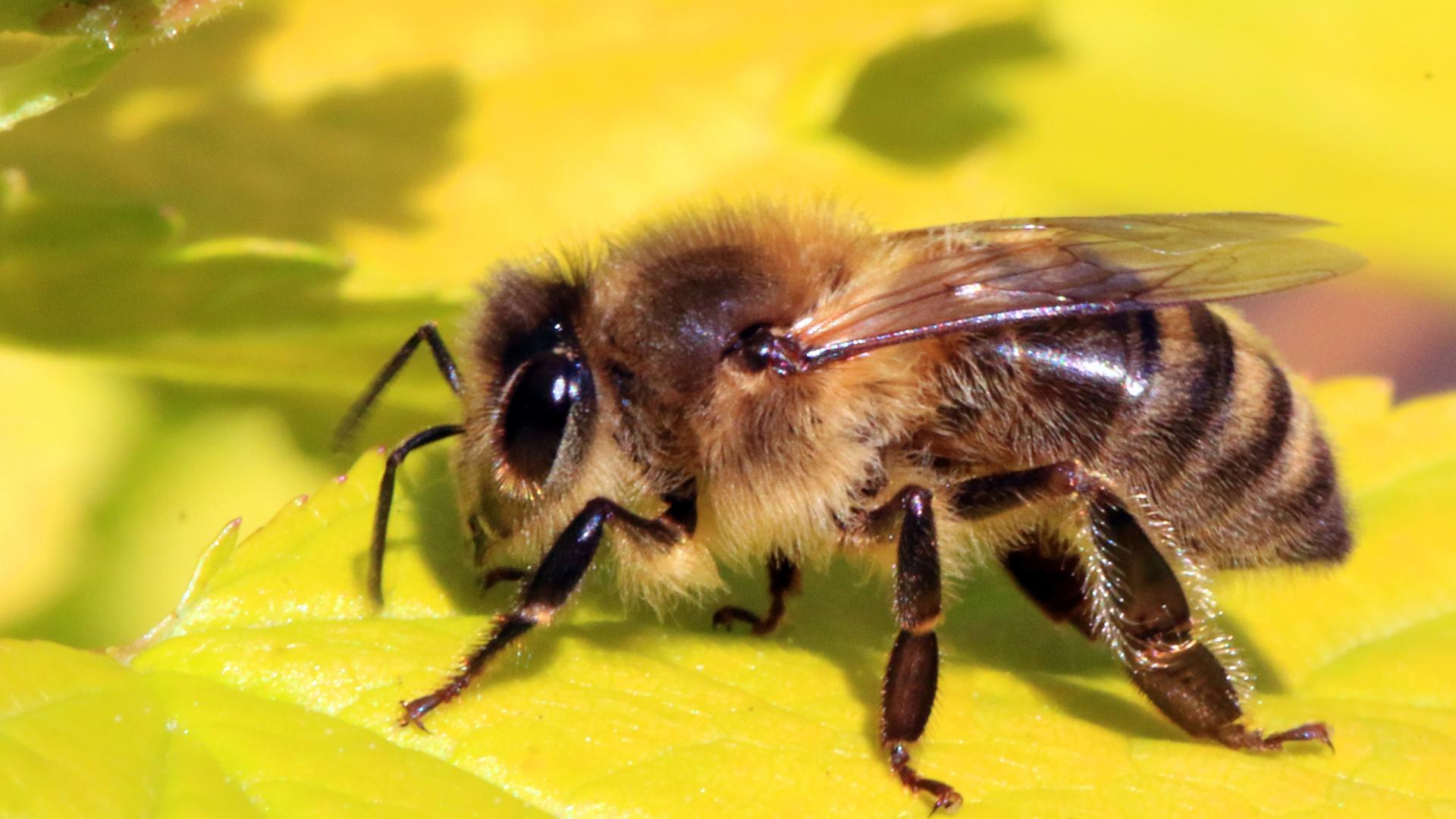 Honey_bee_(Apis_mellifera).jpg