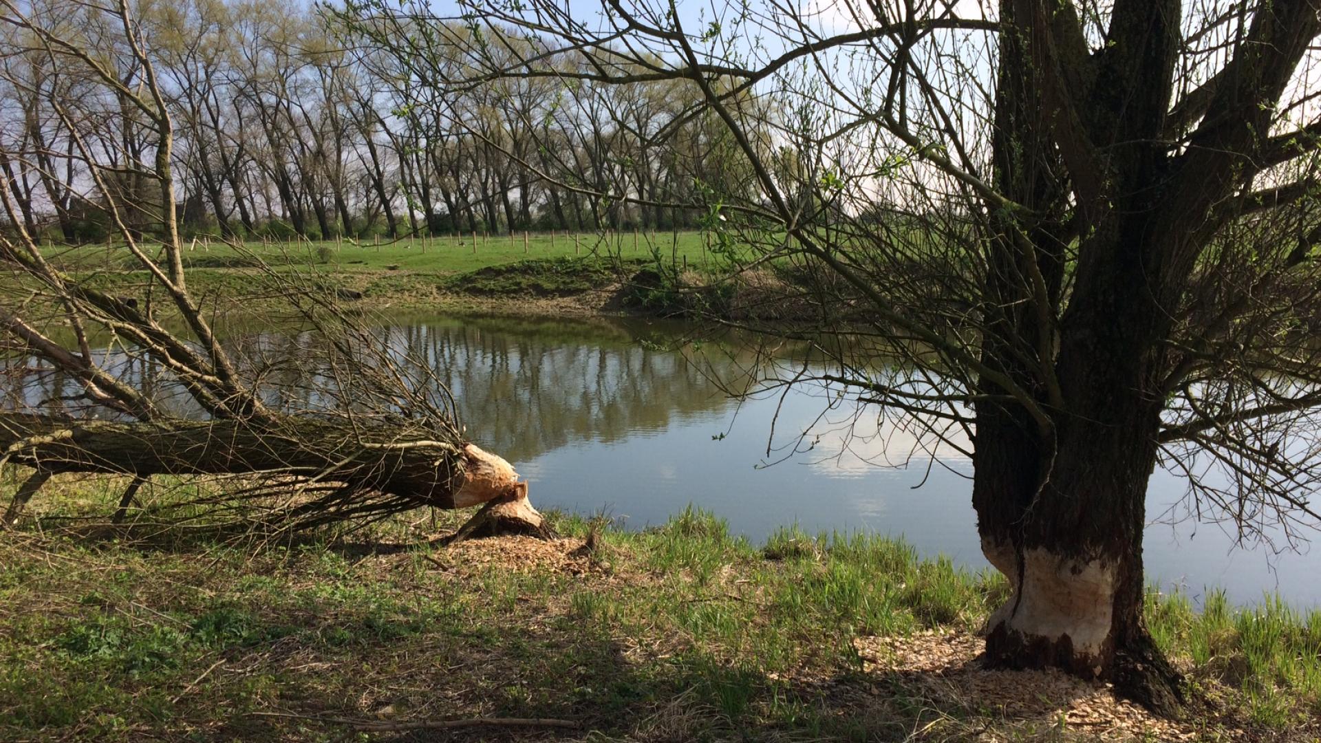 natuur