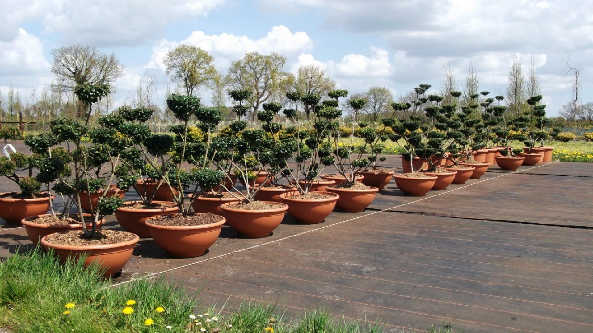 garden_plant_flowers_pots_trees_growing-621393.jpg!d.jpeg